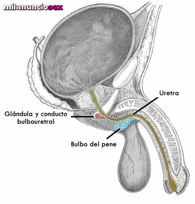 Masajista maduro y rellenito